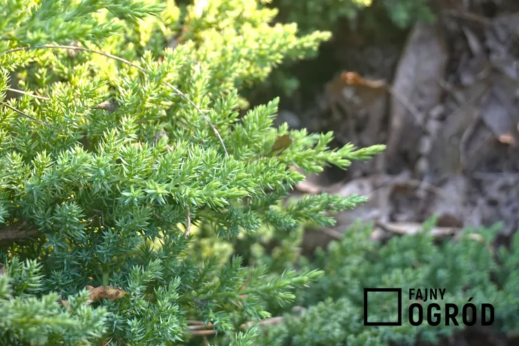 Jałowiec 'Helle' Jałowiec 'Helle'