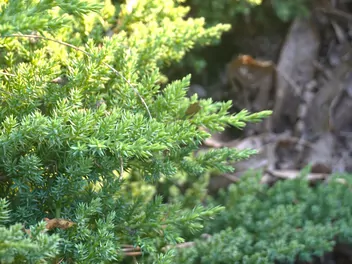 Jałowiec chiński 'Spartan' - zdjęcie 3