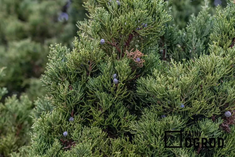 Jałowiec chiński 'Spartan' Jałowiec chiński 'Spartan'