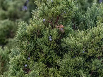 Jałowiec chiński 'Spartan' - zdjęcie 4