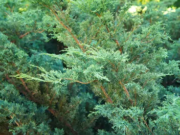 Jałowiec chiński 'Spartan' - zdjęcie 5