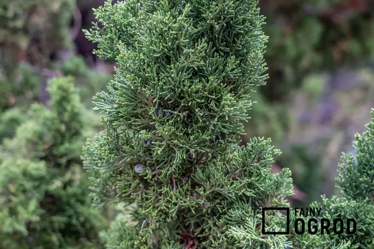 Jałowiec chiński 'Spartan'