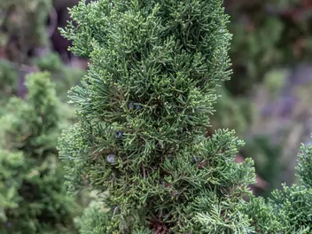 Ilustracja rośliny jałowiec chiński 'spartan'