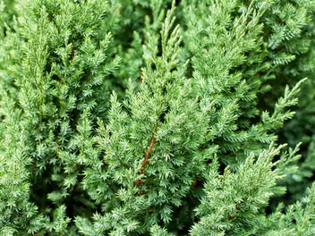 Jałowiec chiński 'Stricta' - zdjęcie 2