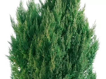 Jałowiec chiński 'Stricta' - zdjęcie 3