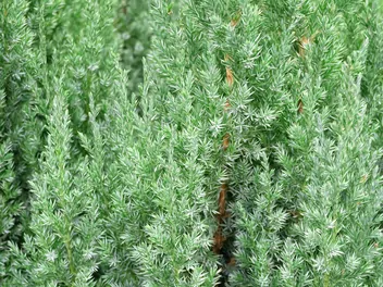 Jałowiec chiński 'Stricta' - zdjęcie 4