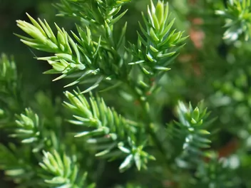 Jałowiec chiński 'Stricta' - zdjęcie 5