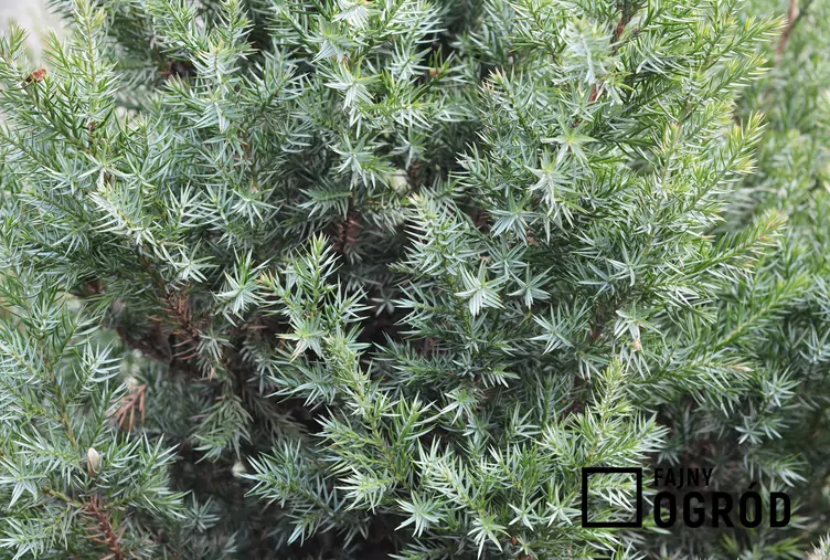 Jałowiec chiński 'Stricta'