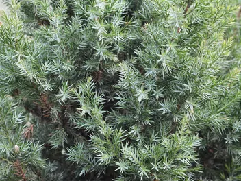 Ilustracja rośliny jałowiec chiński 'stricta'