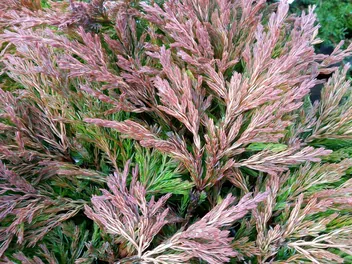 Jałowiec płożący 'Limeglow' - zdjęcie 2