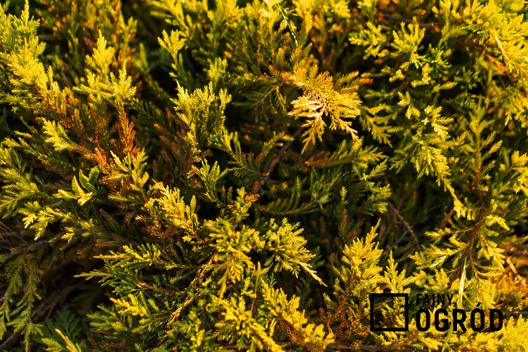 Jałowiec płożący 'Limeglow'