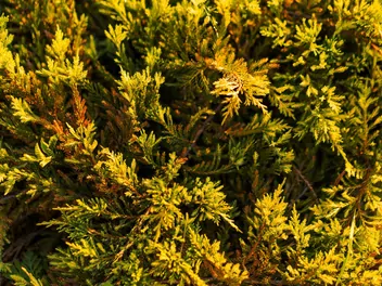 Jałowiec płożący 'Limeglow' - zdjęcie 3