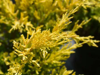 Jałowiec płożący 'Limeglow' - zdjęcie 4