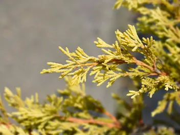 Jałowiec płożący 'Limeglow' - zdjęcie 5