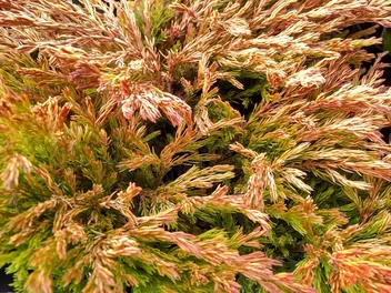 Ilustracja rośliny jałowiec płożący 'limeglow'