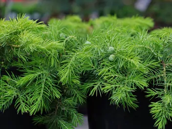 Jałowiec nadbrzeżny - zdjęcie 2