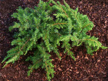 Jałowiec nadbrzeżny - zdjęcie 3