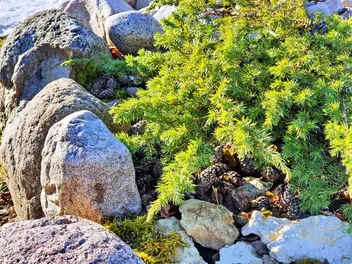 Jałowiec nadbrzeżny - zdjęcie 4