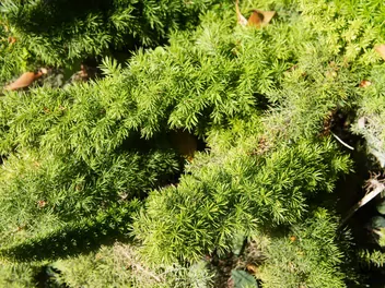 Jałowiec nadbrzeżny - zdjęcie 5