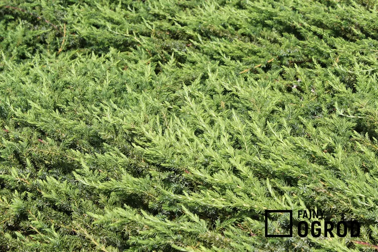 Jałowiec nadbrzeżny