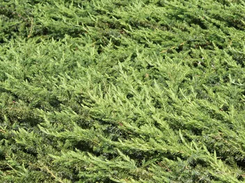 Ilustracja rośliny jałowiec nadbrzeżny