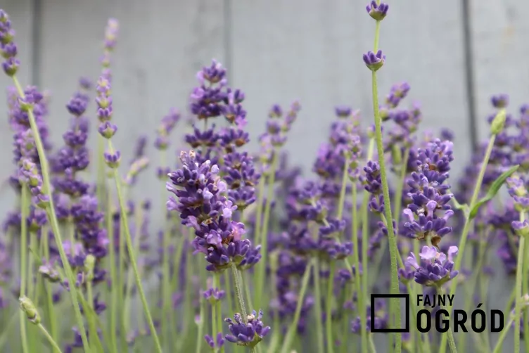Lawenda munstead Lawenda munstead