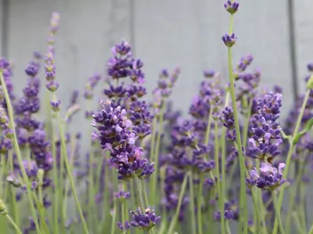Lawenda wąskolistna 'Munstead' - zdjęcie 2