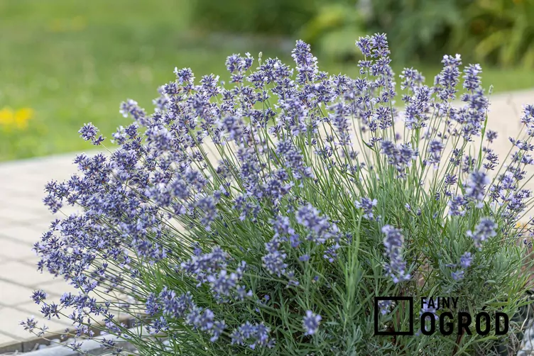 Lawenda wąskolistna 'Munstead' Lawenda wąskolistna 'Munstead'
