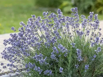 Lawenda wąskolistna 'Munstead' - zdjęcie 3