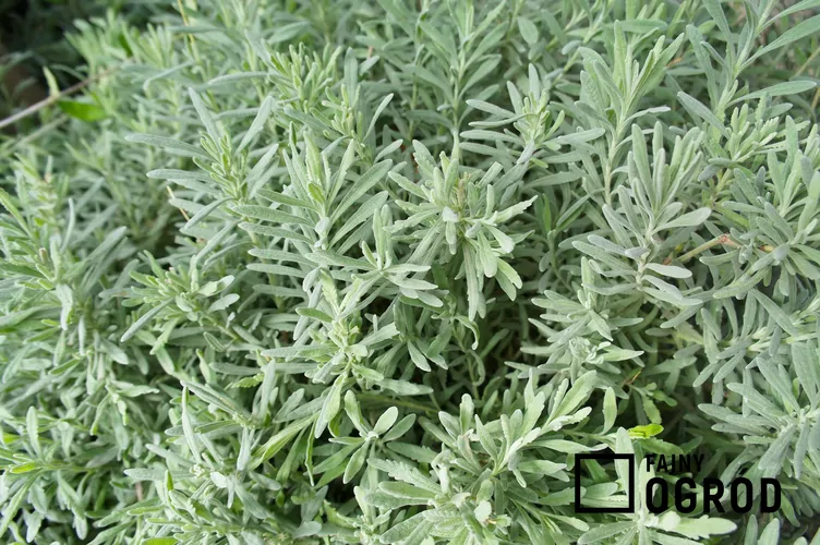 Lawenda wąskolistna 'Munstead' Lawenda wąskolistna 'Munstead'