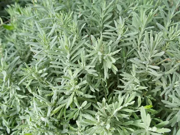 Lawenda wąskolistna 'Munstead' - zdjęcie 4