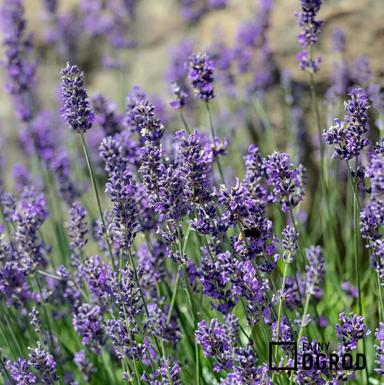 Lawenda wąskolistna 'Munstead' - zdjęcie 5 Lawenda wąskolistna 'Munstead' - zdjęcie 5