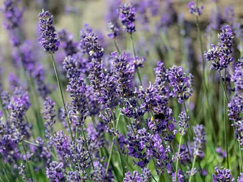 Lawenda wąskolistna 'Munstead' - zdjęcie 5