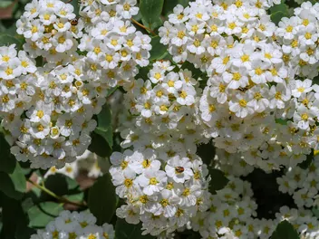 Zdjęcie ilustrujące tawuła nippońska