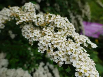 Tawuła nippońska - zdjęcie 2