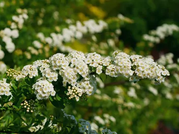 Tawuła nippońska - zdjęcie 3