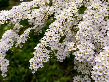 Tawuła nippońska - zdjęcie 4