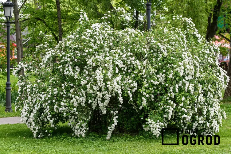 Tawuła nippońska - zdjęcie 5