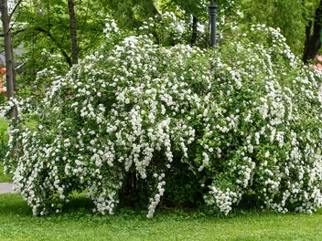 Tawuła nippońska - zdjęcie 5