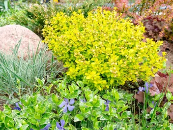 Berberys Thunberga 'Aurea' - zdjęcie 2