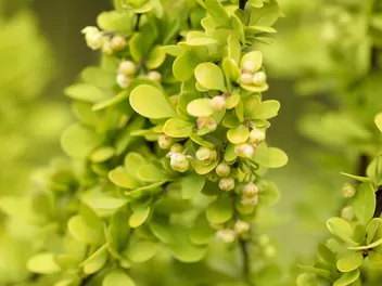 Berberys Thunberga 'Aurea' - zdjęcie 4