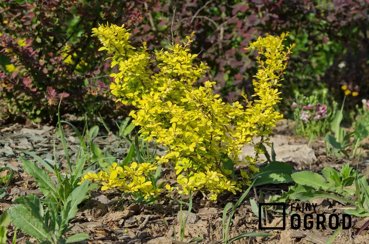 Berberys Thunberga 'Aurea'