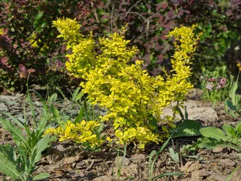 Ilustracja rośliny berberys thunberga 'aurea'