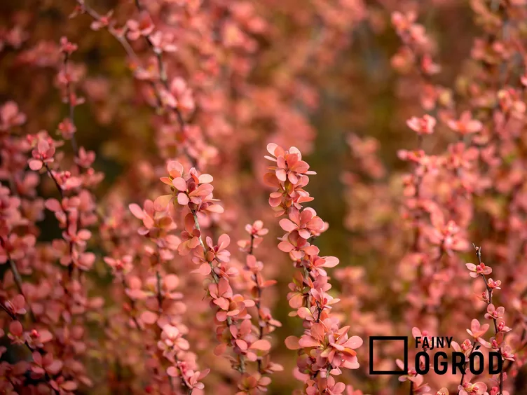 Berberys red rocket Berberys red rocket