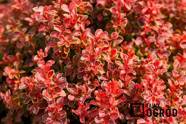 Berberys Thunberga 'Red Rocket Berberys Thunberga 'Red Rocket