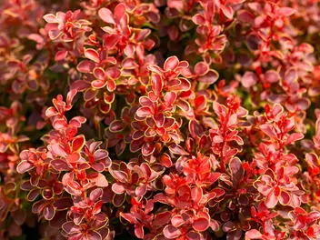 Berberys Thunberga 'Red Rocket - zdjęcie 3