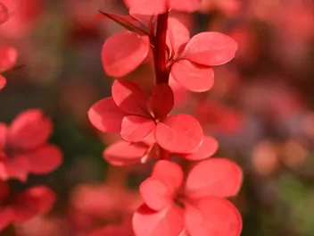 Berberys Thunberga 'Red Rocket - zdjęcie 4