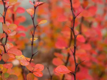 Berberys Thunberga 'Red Rocket - zdjęcie 5