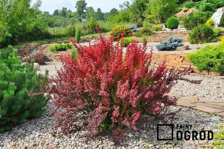 Berberys Thunberga 'Red Rocket