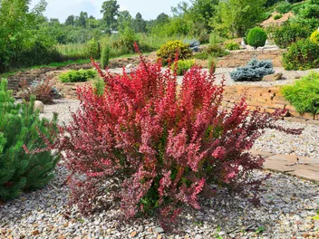 Ilustracja rośliny berberys thunberga 'red rocket